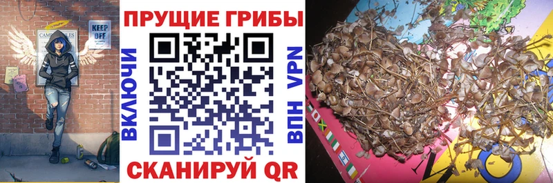 Псилоцибиновые грибы Cubensis  Буй 